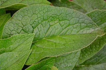 close up of green leaf