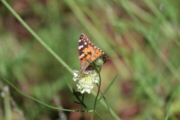 butterfly on a flower