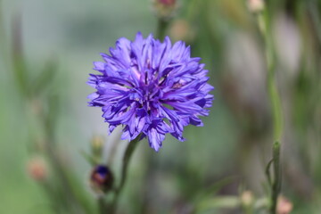purple cornflower