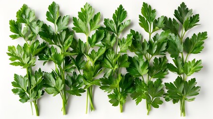 Obraz premium Fresh parsley sprigs arranged on a white background. A healthy addition to any meal.