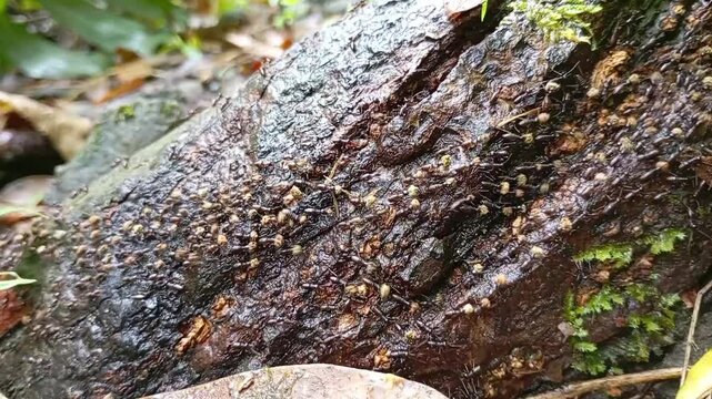 Army Of Ants