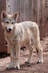 Fototapeta premium tundra wolf 