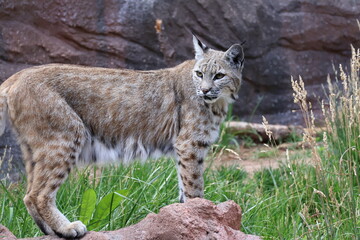 bobcat in the forest