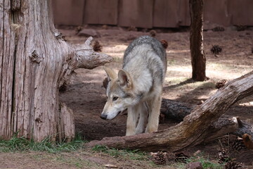 tundra wolf 