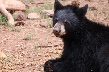 black bear cub