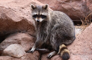 raccoon on a rock