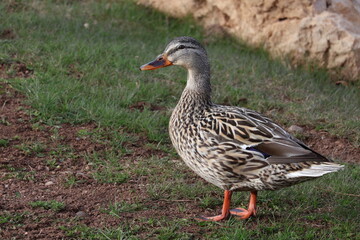 duck in the grass