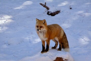 Fototapeta premium red fox in snow