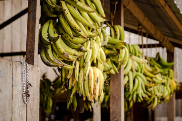 Sao Paulo, SP, Brazil - April 19 2023: Bunch of green bananas hanging to ripen details.