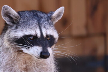 portrait of a raccoon