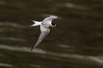 Arctic tern (Sterna paradisaea), a tern in the family Laridae, observed at Mumbai coast in Maharashtra, India during monsoons
