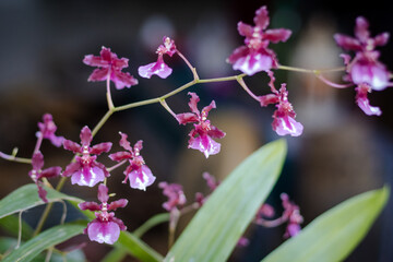 Sao Paulo, SP, Brazil - May 25 2021: Pink orchid flowers details.