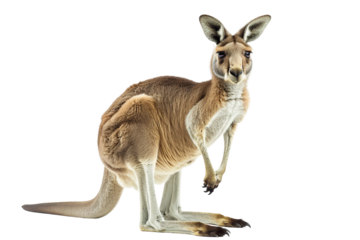 Majestic kangaroo standing in a natural pose isolated on transparent background
