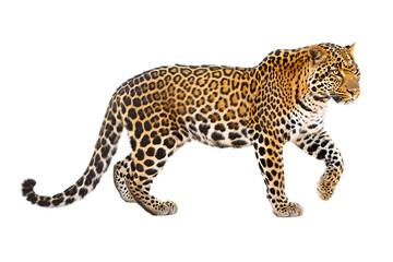 Obraz premium Majestic leopard in a natural pose with distinctive spots isolated on transparent background