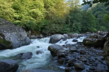 mountain river in the forest