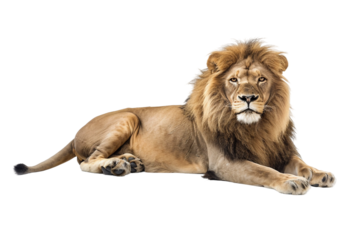 Elegant lion sitting gracefully with a calm expression and detailed fur isolated on transparent background