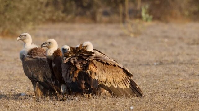 Committee of Eurasian Griffon Vultures at Jorbeer near Bikaner, Rajasthan - a story of a successful vulture conservation slowly showing results