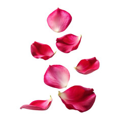 Rose flower petals flying, isolated on white, transparent png.