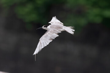 white-cheeked tern (Sterna repressa) observed on Mumbai coast in Maharashtra, India during monsoons