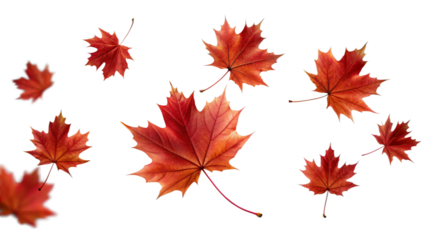 Maple Leaves falling, isolated png 