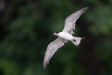 white-cheeked tern (Sterna repressa) observed on Mumbai coast in Maharashtra, India during monsoons