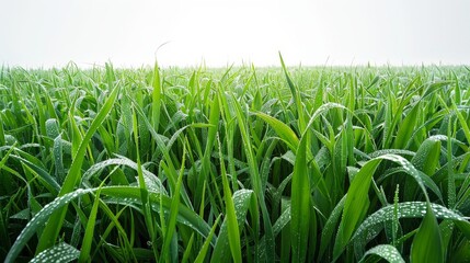 Fototapeta premium Bright green field, isolated on white, with dew-covered blades. Ideal for nature-themed projects