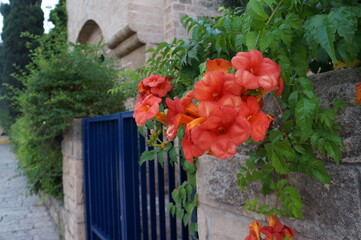 Red hibiscus and a blue gate with old building