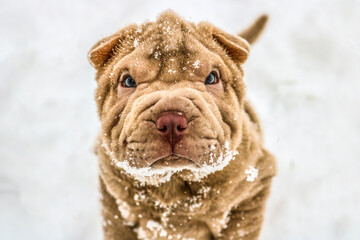 dog in snow