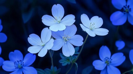  A foreground of blue and white flowers with green leaves, surrounded by a backdrop of identical blooms