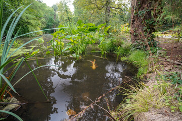 pond of the british botanical garden of Bratislava