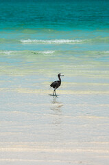 Oiseau dans l'eau turquoise au Mexique