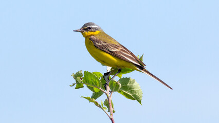 yellow backed shrike