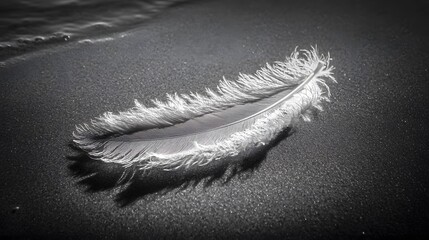 Black-and-white image of a single feather on a smooth surface, with detailed textures and soft shadows emphasizing its delicate structure