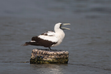 masked booby (Sula dactylatra), also called the masked gannet or the blue-faced booby, a large seabird observed on Mumbai coast in Maharashtra, India in monsoons