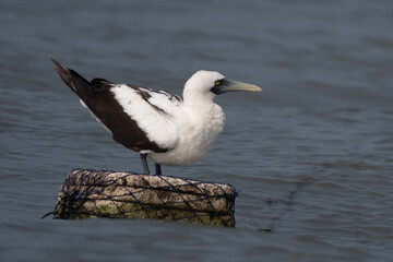 masked booby (Sula dactylatra), also called the masked gannet or the blue-faced booby, a large seabird observed on Mumbai coast in Maharashtra, India in monsoons