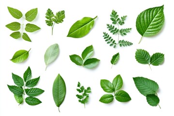 Nature's Palette: Collection of Green Leaves on White Background