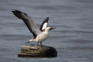 masked booby (Sula dactylatra), also called the masked gannet or the blue-faced booby, a large seabird observed on Mumbai coast in Maharashtra, India in monsoons