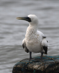 masked booby (Sula dactylatra), also called the masked gannet or the blue-faced booby, a large seabird observed on Mumbai coast in Maharashtra, India in monsoons