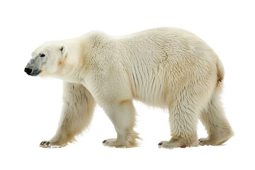 Adorable polar bear cub with soft fur and a curious gaze isolated on transparent background