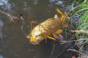 close up golden koï fish in a pond