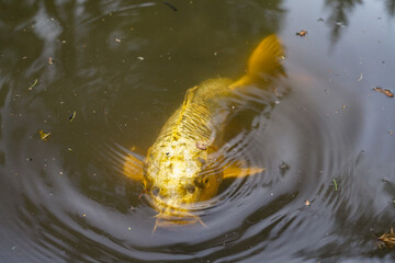 golden ko&iuml; carp in a pond