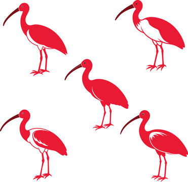 Scarlet ibis vector illustration style Flat