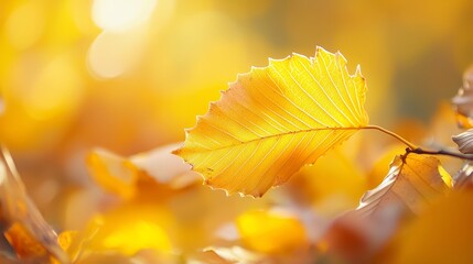  A yellow leaf, focus sharp, tree background blurred with leafy foreground