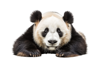 Friendly panda with a welcoming appearance and well-defined facial markings isolated on transparent background