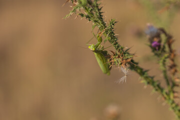 Fototapeta premium Mantis - Mantis religiosa green animal sitting on a blade of grass in a meadow. Wild foto