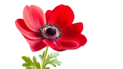 Fototapeta premium A Single Red Anemone Flower Isolated on a White Background, Vibrant Colors, Close-up, Nature, Botany, Flower, Anemone