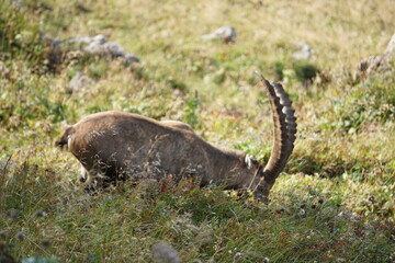 Steinbock in den Alpen