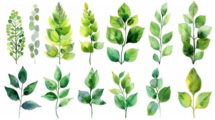 Set of watercolor illustration of green leaves