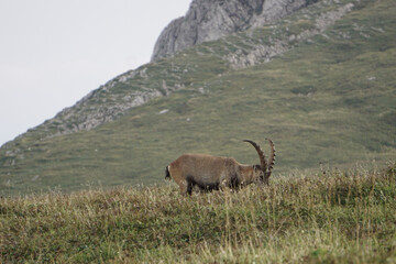 Steinbock in den Alpen