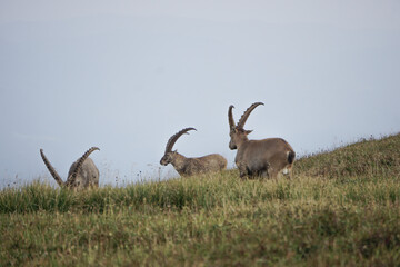Steinbock in den Alpen